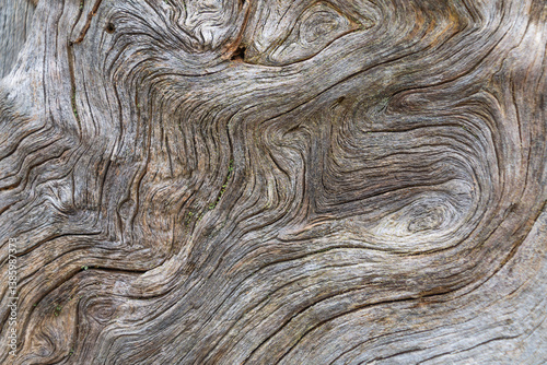 An intricate close-up of a weathered tree trunk, showing the mesmerizing swirls and textures of the aged wood grain.