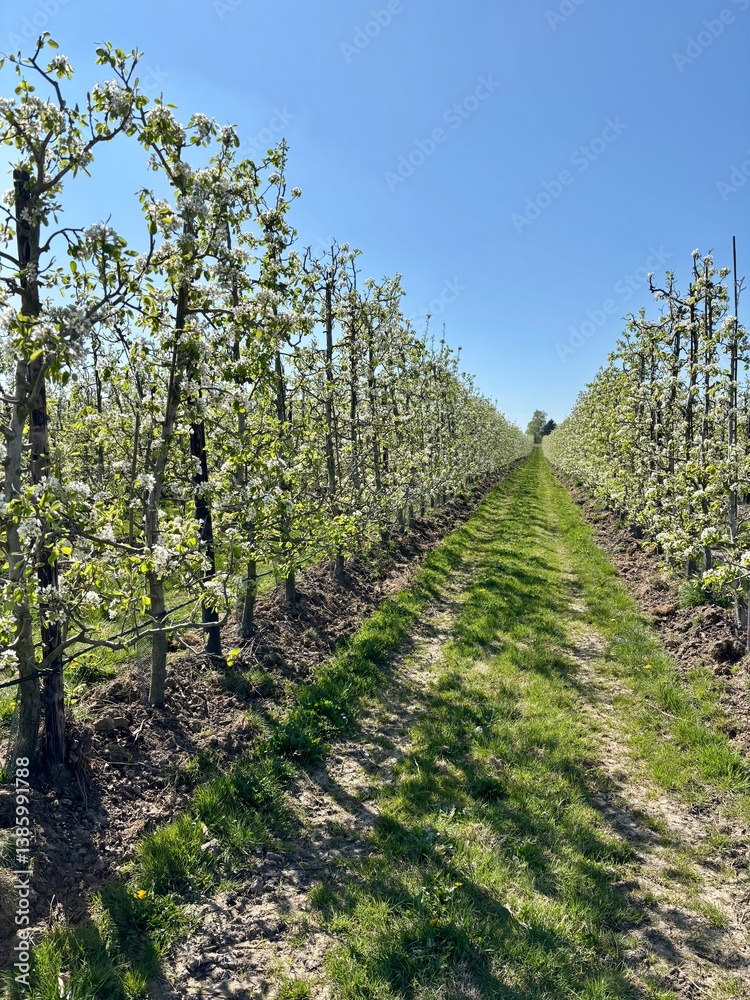 Obraz premium Rows of blooming pear trees in a spring orchard under a clear blue sky. A vibrant agricultural landscape symbolizing growth, harvest, and nature’s renewal in the countryside.