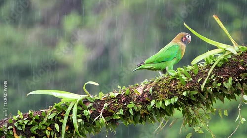 Brown-hooded Parrot (Pyrilia haematotis) Taking Flight in Tropical Rain