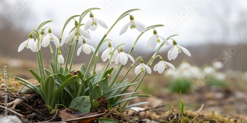Snowdrops flower blossom white background