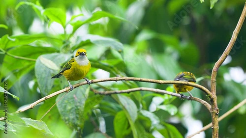 Pair of Silver-throated Tanagers (Tangara icterocephala) in Tropical Rain