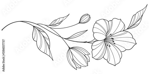 Flower outline on transparent background vector. floral, flowers, leaves, foliage, branches in hand drawn. Floral element design