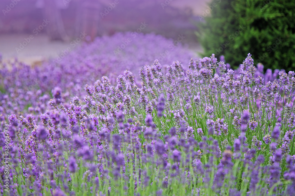 Fototapeta premium View of lavender bush close-up. lavandula angustifolia growing in the garden.
