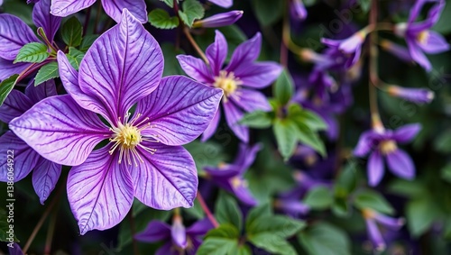 Close-up Purple Clematis Bloom, Lush Vine Detail