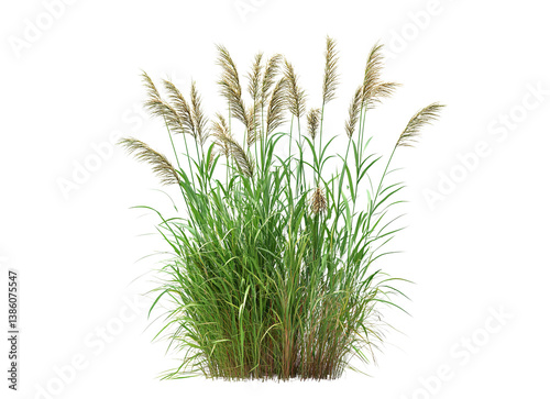 Switchgrass crop