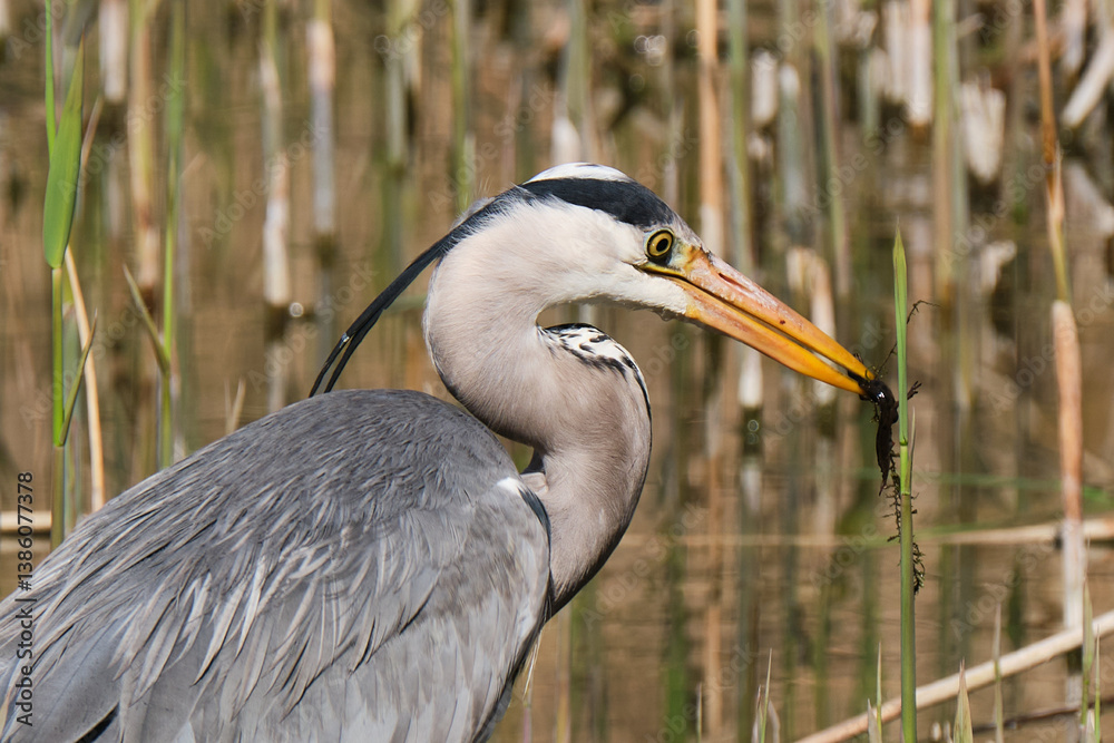 Fototapeta premium Heron with newt