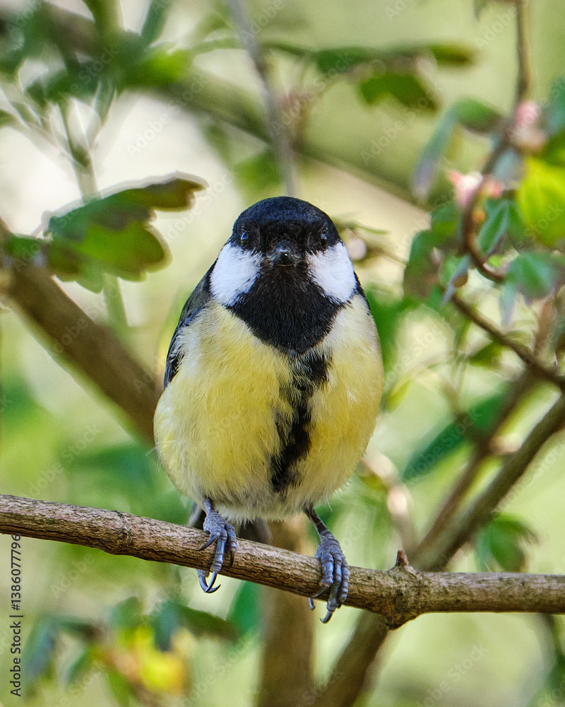 Obraz premium Great Tit Looking at viewer