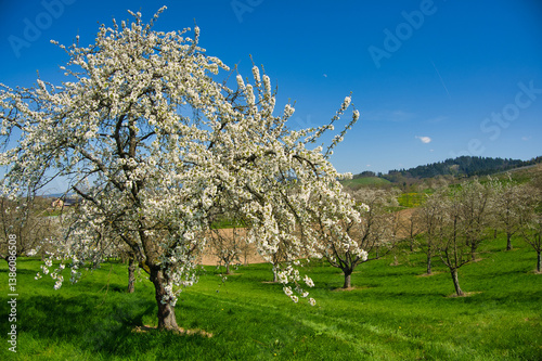 Kirschblüte bei Ebersweier im Renchtal photo