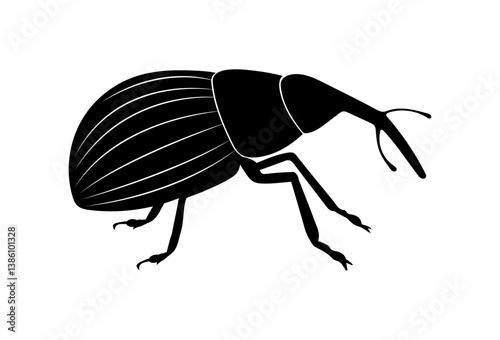 Weevil. Vector illustration of insect pests on white background. Isolated black icon.