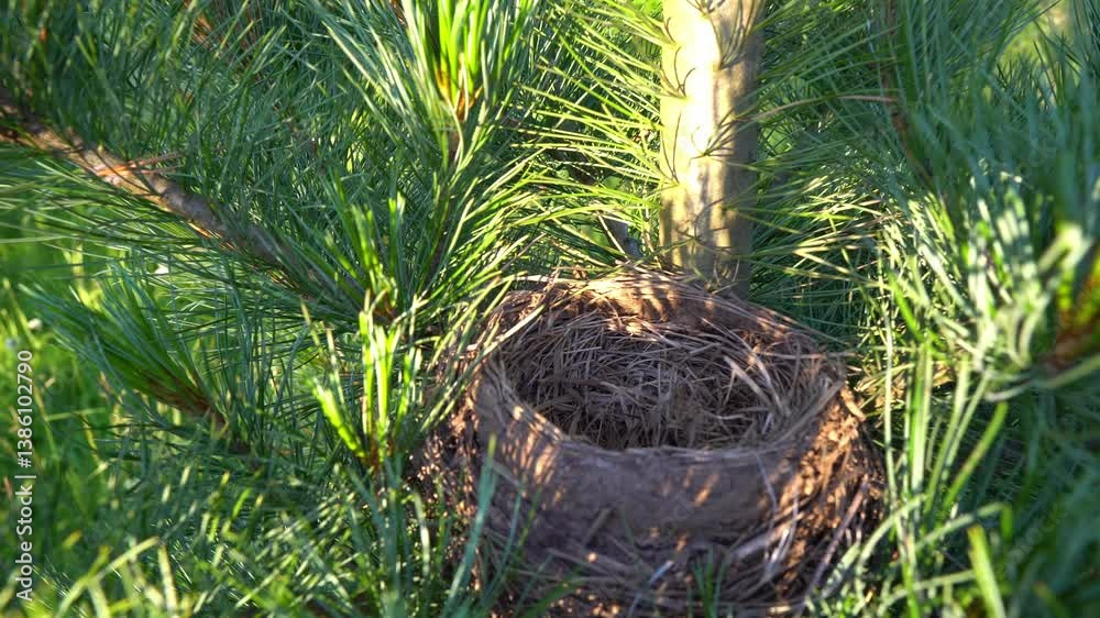 Empty bird's nest among the branches of a pine tree
