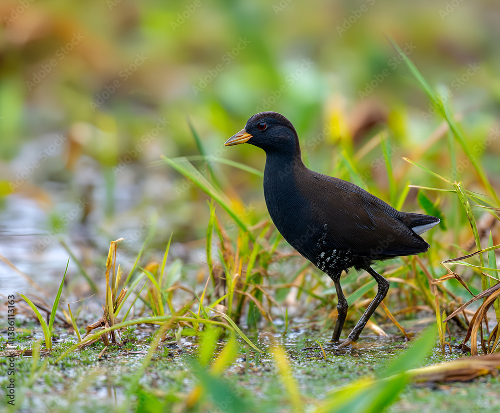 Obraz premium Black crake, Zapornia flavirostra, waterbird in the rail and crake family, walk in the green water vegetation.