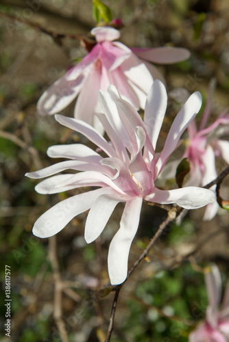 Magnolia blooming in the spring 
