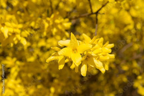 Forsythia plant blooming on a sunny day in spring 