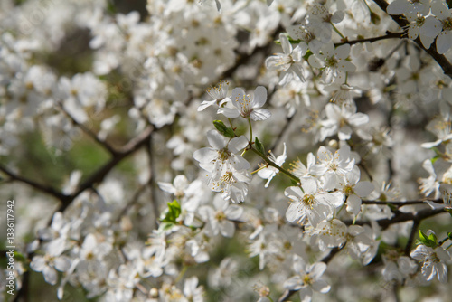 Myrobalan plum tree blooming in early spring with white flowers