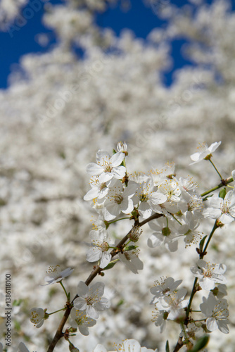 Myrobalan plum tree blooming in early spring with white flowers