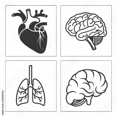 vector illustration of human brain