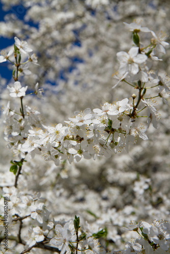 Myrobalan plum tree blooming in early spring with white flowers