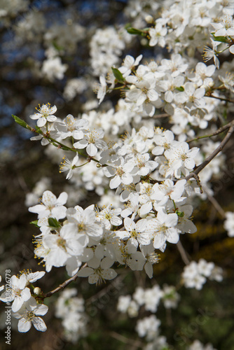 Myrobalan plum tree blooming in early spring with white flowers
