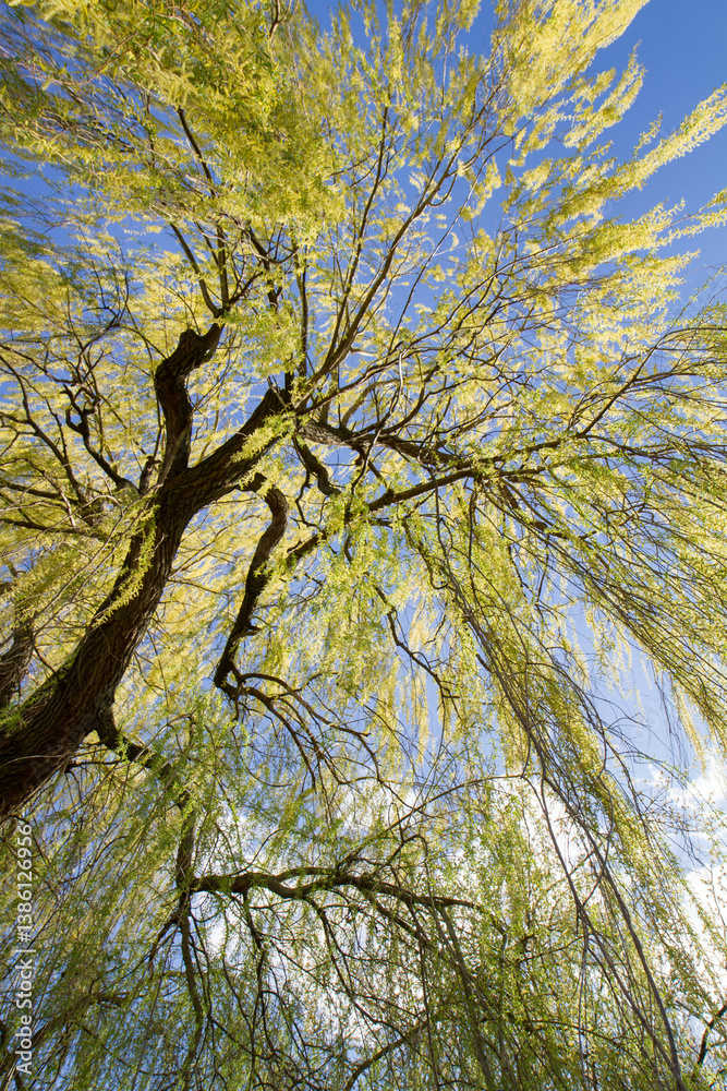 Weeping willow tree in a park seen upwards against a blue sky Weeping willow tree in a park seen upwards against a blue sky