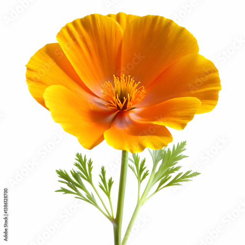 Wallpaper Mural California Poppy on white background Torontodigital.ca