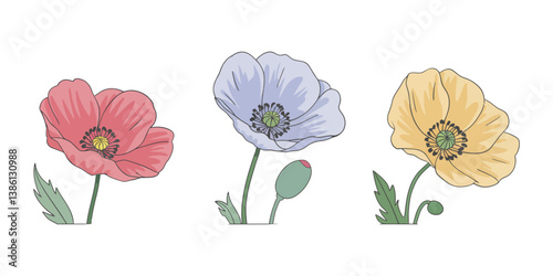 Set of beautiful red poppy flowers. Wildflowers on a white background. Vector illustration, poppy flower isolated on white background. vector, Poppy, Red poppy  flower, Red poppy flower isolated.