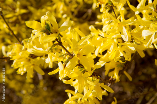 Forsythia plant blooming on a sunny day in spring 