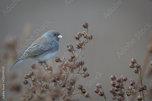 bird on a branch