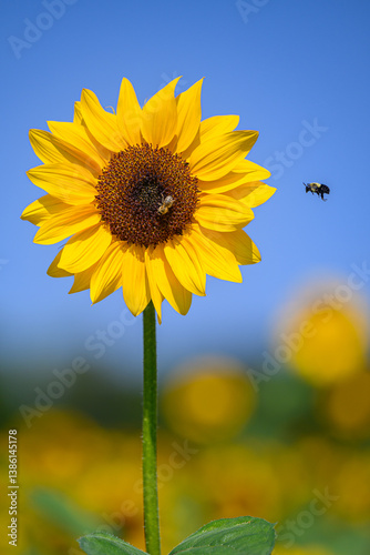 sunflower against blue sky