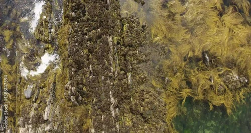 Jagged coast rocks covered in green seaweed ocean sea water drone overhead