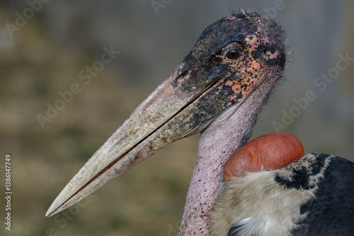 marabou stork