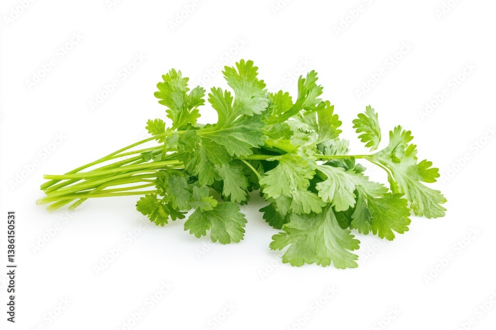 Fresh Cilantro Bunch Isolated on White Background for Culinary Use Fresh Cilantro Bunch Isolated on White Background for Culinary Use