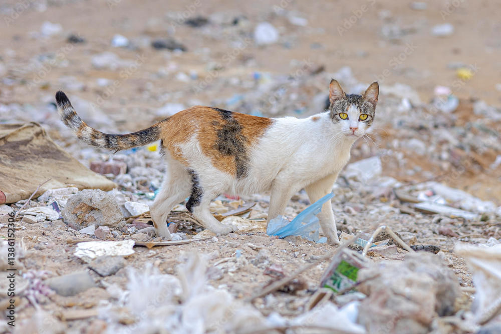 Fototapeta premium Calico Cat Walking Through Garbage Stray Feline in Urban Waste