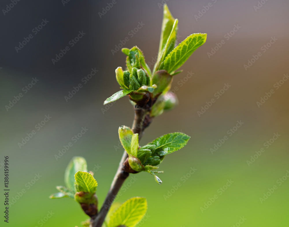 The tender, light-green foliage of a sour cherry tree (Prunus cerasus) as it awakens in early spring.The newly emerged leaves, still small and delicate, exhibit a vibrant chartreuse hue. The tender, light-green foliage of a sour cherry tree (Prunus cerasus) as it awakens in early spring.The newly emerged leaves, still small and delicate, exhibit a vibrant chartreuse hue.