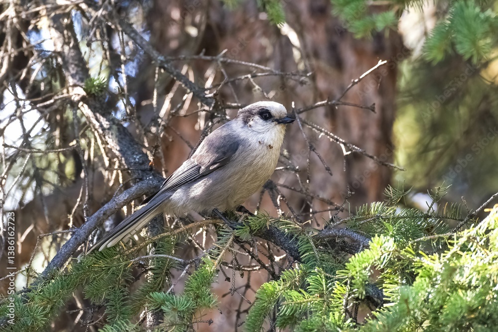 Obraz premium Canada Jay on Tree in Yukon Forest
