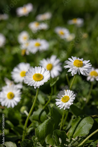 Field of blooming daisies in spring sunlight