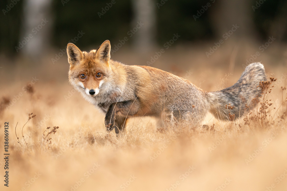 Fototapeta premium Close-Up of a Red Fox Standing in a Golden Field. Vulpes vulpes