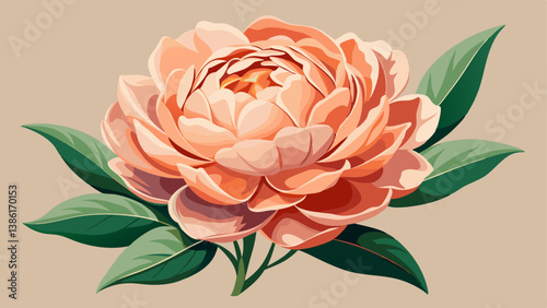 Peachy peony flower on neutral pastel beige background. Minimal stylish still life floral composition