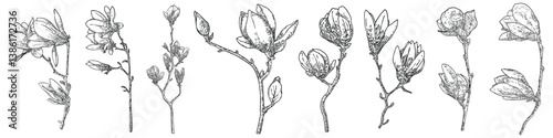 Magnolia flower drawings set. Sketch of floral botany twigs from real tree. Black and white with line art isolated on white background. Real life hand drawn illustrations of magnolia bloom. Vector.