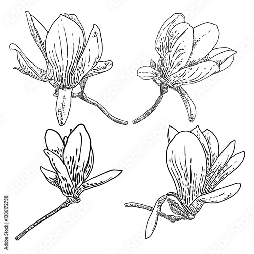 Magnolia flower drawings set. Sketch of floral botany twigs from real tree. Black and white with line art isolated on white background. Real life hand drawn illustrations of magnolia bloom. Vector.