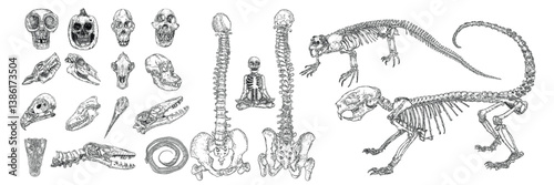 Magic animal bones design elements set. Hand drawn sketch for magician collection. Witchcraft spell symbols, bird Hawk, Crane, eagle, wolf or dog coyotes, porcupine skeleton, Komodo dragon. Vector.