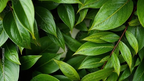 Wallpaper Mural Abstract Botanical Composition with Empty Space for Design Torontodigital.ca