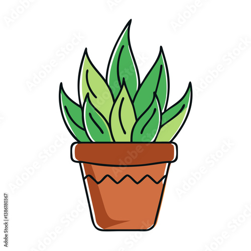 Potted haworthia plant displaying vibrant green leaves  
