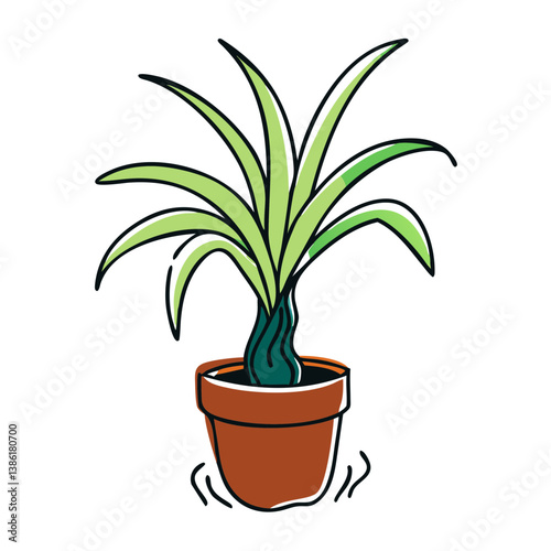 Potted ponytail palm plant growing in a decorative pot  