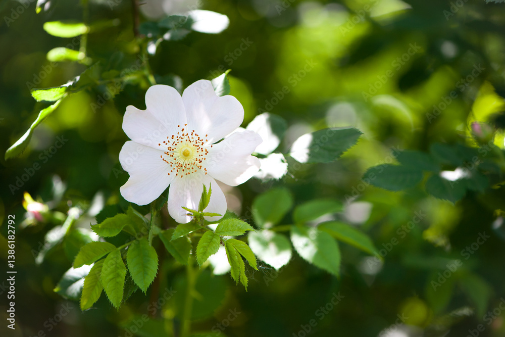 Fototapeta premium rosehip flower close up. beautiful Rosehip, Rosa canina light pink flowers bloom on the branches, beautiful wild shrub. Rosa woodsii, a variety of rose hips known as woods or indoor rose