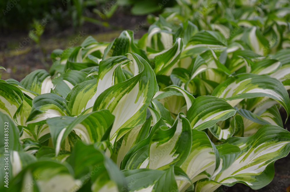 Fototapeta premium Hosta 'Fire and Ice' decorative groundcover .Hosta plant variegated variety green-cream- white leaves with white center growing groundcover. Closeup photo outdoors. Gardening concept.Free copy space