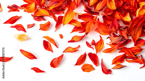 A dynamic display of dried safflower petals, orange-red in color, scattered across a clean white background, capturing the texture and vivid beauty of the petals.