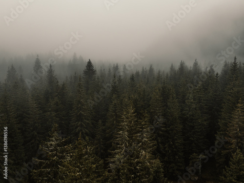 Aerial top view of summer green trees in forest with mountain river in Slovakia. Drone