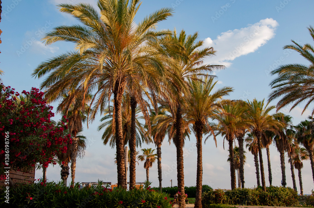 Alley of park. Tropical beach in Miami. Tropical outdoor scene with palm tree. Tropical summer vacation. Exotic nature of Spain. Palm tree. Summer vacation in Miami beach. Palm tree of California Alley of park. Tropical beach in Miami. Tropical outdoor scene with palm tree. Tropical summer vacation. Exotic nature of Spain. Palm tree. Summer vacation in Miami beach. Palm tree of California
