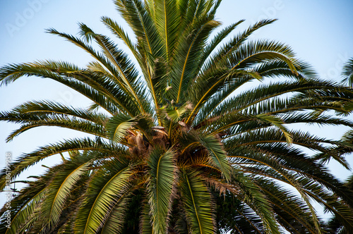 Green parrot. Summer vacation in Miami south beach. Palm tree of California. Tropical beach Miami. Tropical outdoor scene with palm tree. Tropical summer vacation. Exotic nature of Spain. Palm tree