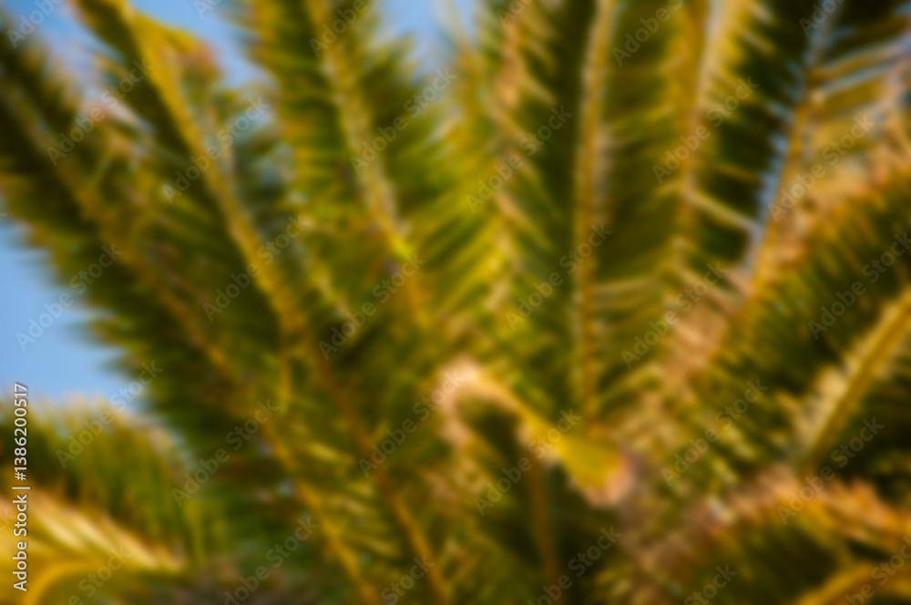Blurred background. Tropical summer vacation. Exotic nature of Spain. Palm tree. Summer vacation in Miami south beach. Palm tree. Tropical beach in Miami. Tropical outdoor scene with palm tree Blurred background. Tropical summer vacation. Exotic nature of Spain. Palm tree. Summer vacation in Miami south beach. Palm tree. Tropical beach in Miami. Tropical outdoor scene with palm tree